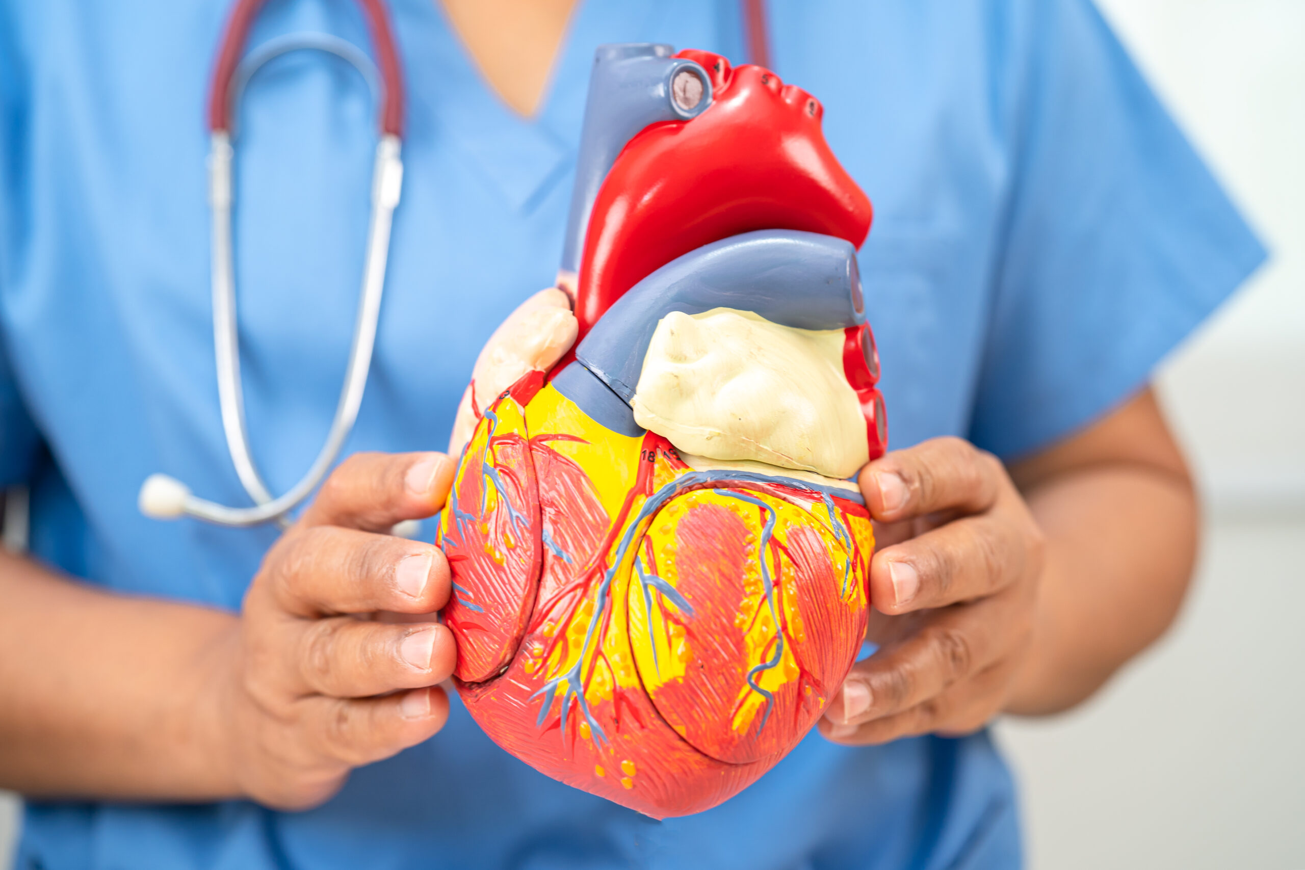 medical professional holding heart model